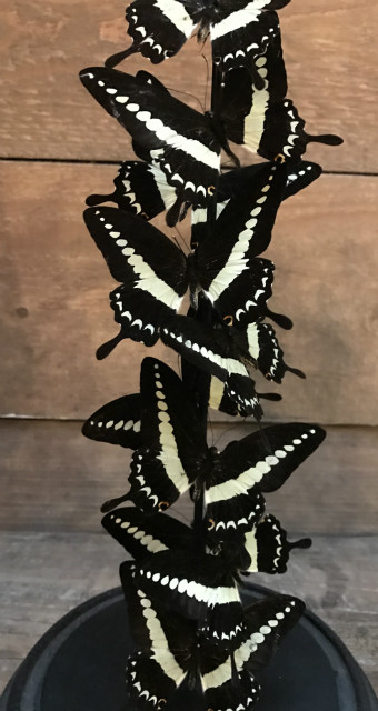 Antieke kleine ronde stolp met Papilio Gigon Gigon (geel) uit Indonesie