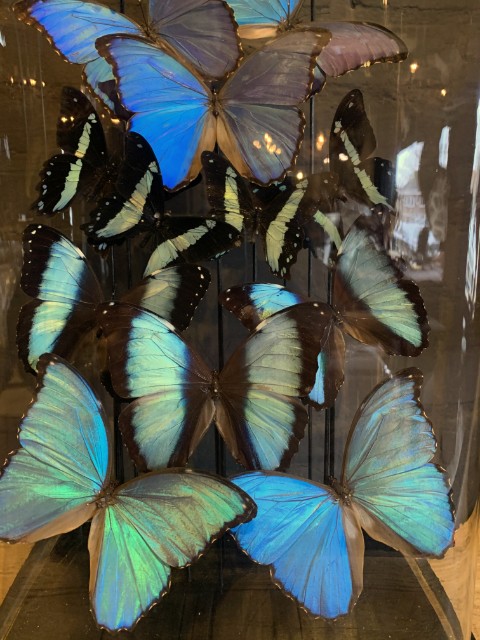 Antieke XXL stolp rijkelijk gevuld met blauwe vlinders.