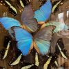 Antique XXL dome with butterflies.