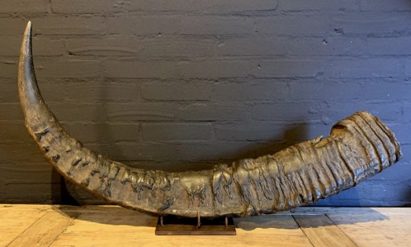 Antique XXL horn of an Asian water buffalo.