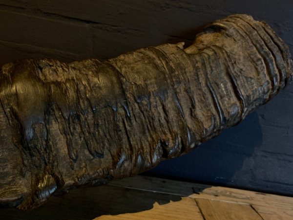 XXL horn eines asiatischen Wasserbüffels