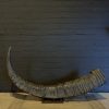 Antique XXL horn of an Asian water buffalo.