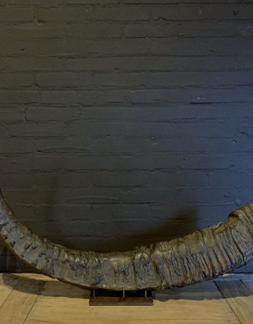 XXL horn eines asiatischen Wasserbüffels