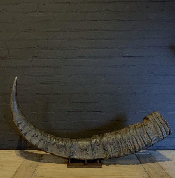 Antique XXL horn of an Asian water buffalo.