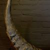 Antique XXL horn of an Asian water buffalo.