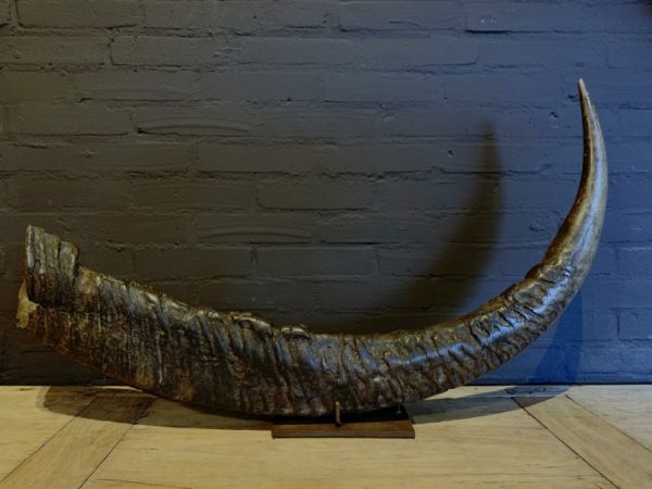 Antique XXL horn of an Asian water buffalo.