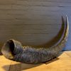 Antieke XXL hoorn van een Aziatische waterbuffel.