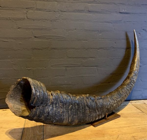 Antique XXL horn of an Asian water buffalo.