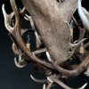 Stylish antler lamp fallow deer