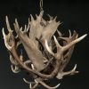 Stylish antler lamp fallow deer