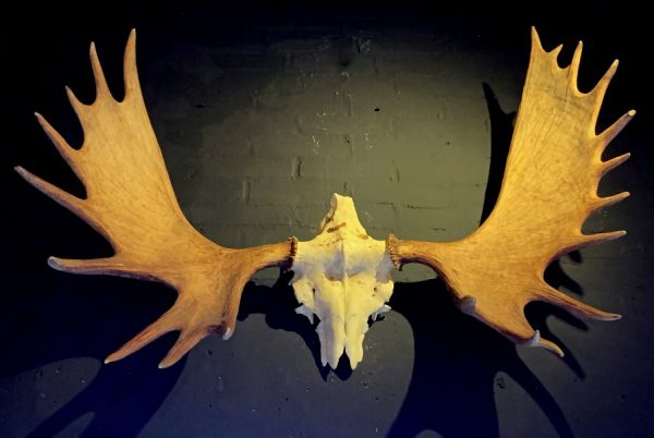 Gewei van een Scandinavische eland. We hebben er diverse op voorraad. Breed tot +/- 110 cm. Informeer voor de prijzen.