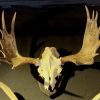 Antlers from a Scandinavian moose