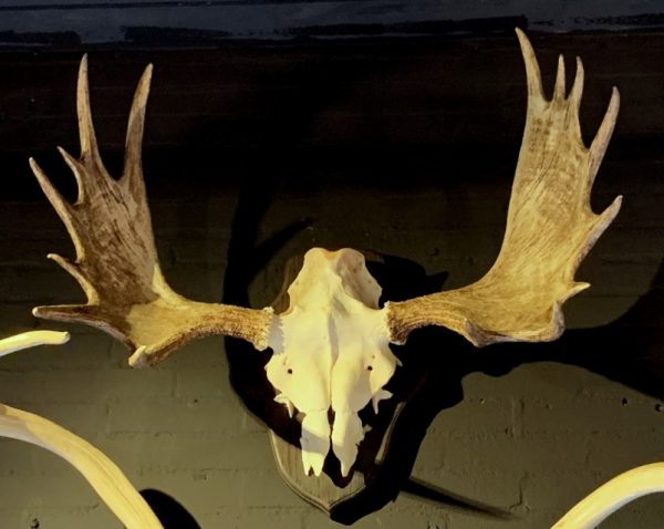 Antlers from a Scandinavian moose