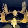 Antlers from a Scandinavian moose