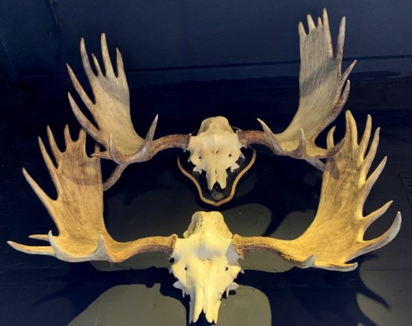 Antlers from a Scandinavian moose