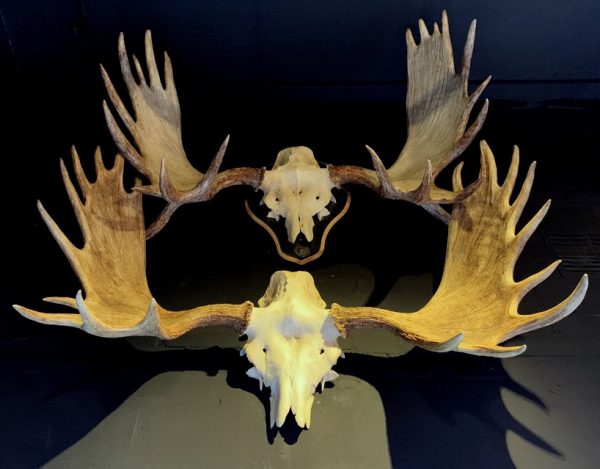 Gewei van een Scandinavische eland. We hebben er diverse op voorraad. Breed tot +/- 110 cm. Informeer voor de prijzen.