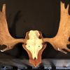 Skull of a springbok