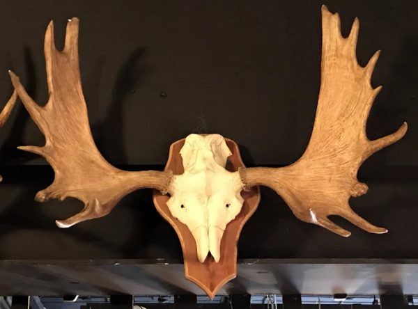 Antlers of a moose