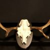 Beautiful skull Hungarian grey cattle