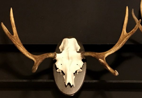 antlers of a moose