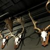 Antlers of fallow deer