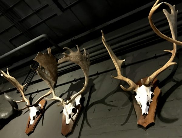 Antlers of fallow deer