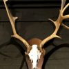 Antlers of fallow deer