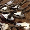 Nieuwe gebleekte en gegraveerde waterbuffel schedels