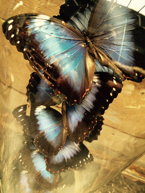 Mooie antieke stolp met 10 Viotlet / blauwe Morpho Violaea vlinders