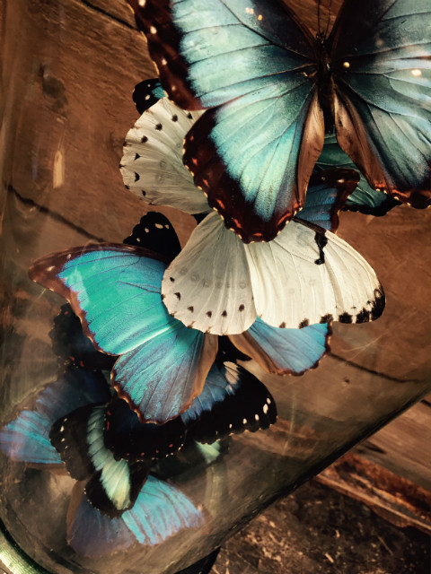 Beautiful antique bell with a mix of 10 different Morpho butterflies