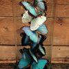 Mooie antieke stolp met 10 Viotlet / blauwe Morpho Violaea vlinders