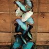 Beautiful antique bell with a mix of 10 different Morpho butterflies