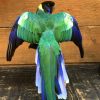 Unique composition of two large blue peacocks.