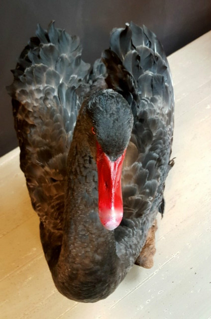 Prachtig opgezette zwarte zwaan