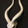 Very capital fallow deer antlers