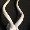 Beautiful bleached and polished kudu skulls