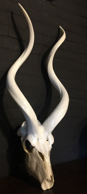 Beautiful bleached and polished kudu skulls