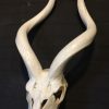 Beautiful bleached and polished kudu skulls