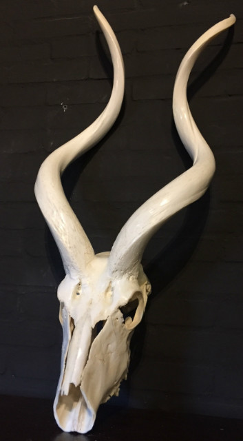 Beautiful bleached and polished kudu skulls