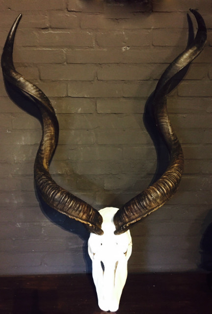Mooie gebleekte kudu schedels