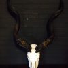 Schedels van blesbokken gemonteerd op hardstenen sokkels. We hebben een grote collectie van oa impala, mouflon, blesbok, damhert, geitenbok, ram etc. op voorraad.