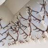 Very capital fallow deer antlers