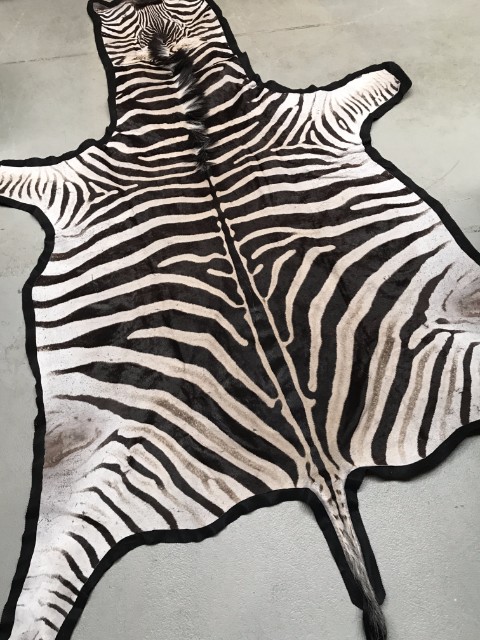 Beautiful exclusive soft tanned skin of a zebra