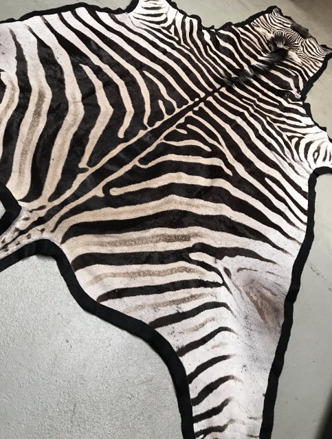 Beautiful exclusive soft tanned skin of a zebra