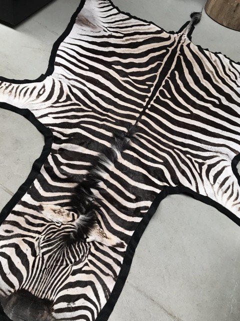 Beautiful exclusive soft tanned skin of a zebra