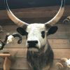 Beautiful head of a Hungarian steppe cattle