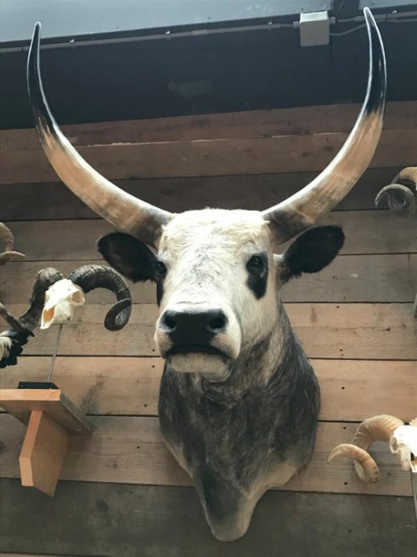 Beautiful head of a Hungarian steppe cattle