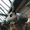 Beautiful head of a Hungarian steppe cattle