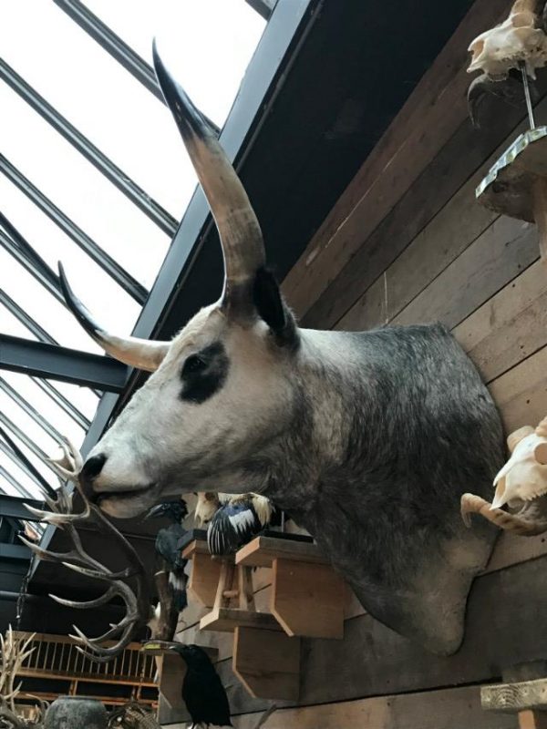 Beautiful head of a Hungarian steppe cattle