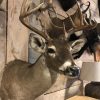 Beautiful hunting trophy of a whitetail deer.